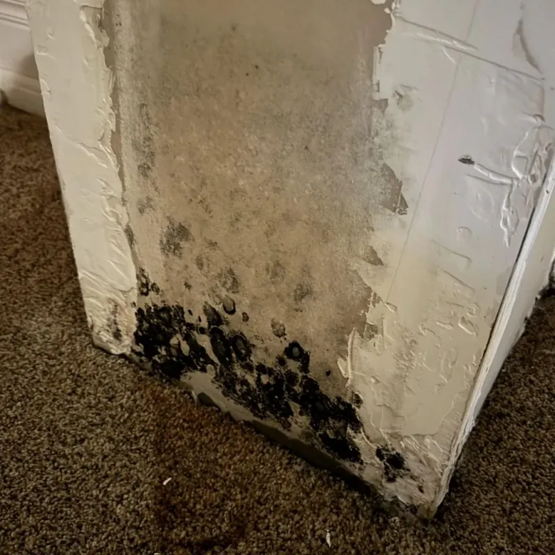 Professional Mold Removal in Bedford, VA